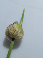 Image of <i>Allium <i>vineale</i></i> ssp. vineale