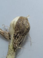 Image of <i>Allium <i>vineale</i></i> ssp. vineale
