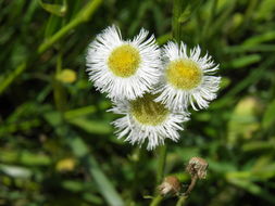 Image de Erigeron philadelphicus L.