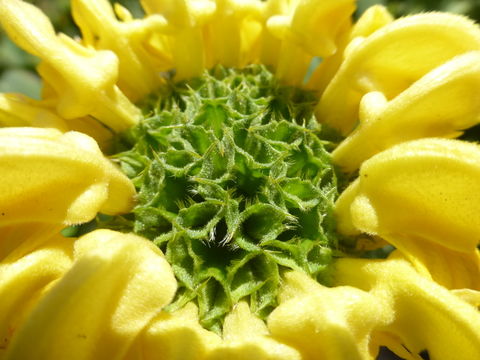 Plancia ëd Phlomis fruticosa L.