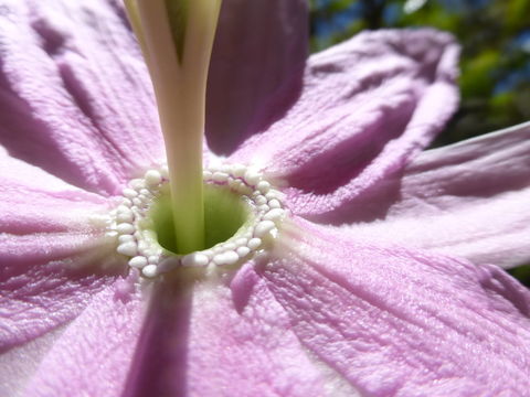 Imagem de Passiflora tarminiana Coppens & V. E. Barney