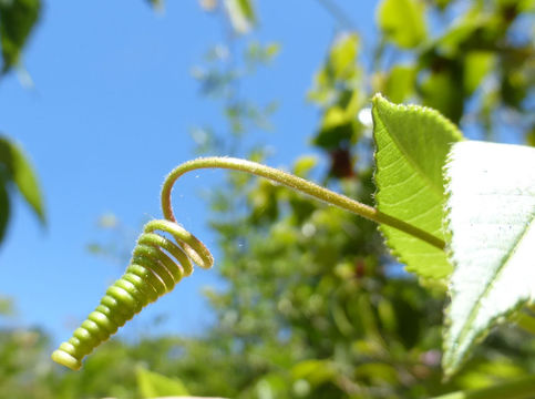 Image of banana passionflower