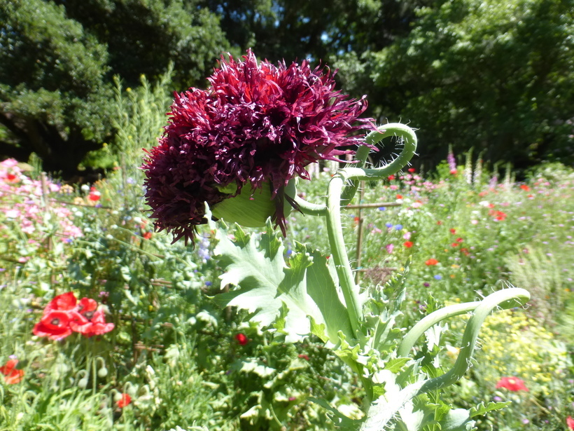 Image of opium poppy