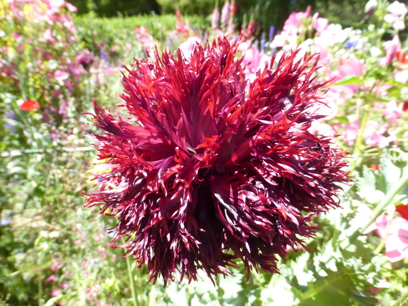 Image of opium poppy