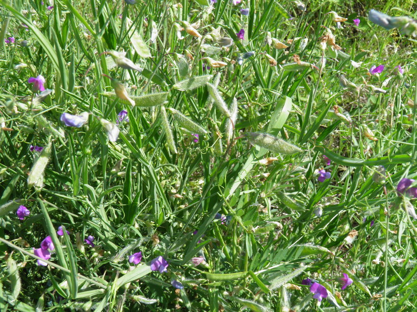 Plancia ëd Lathyrus hirsutus L.