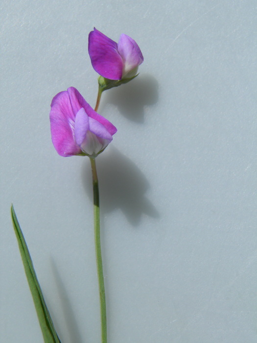 Plancia ëd Lathyrus hirsutus L.