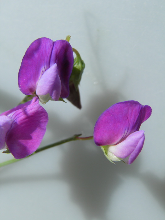 Plancia ëd Lathyrus hirsutus L.