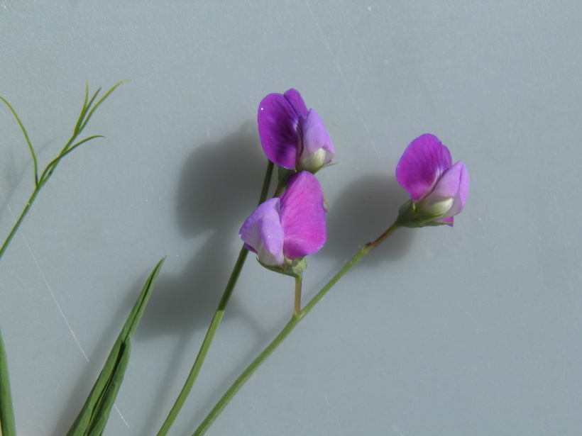 Plancia ëd Lathyrus hirsutus L.