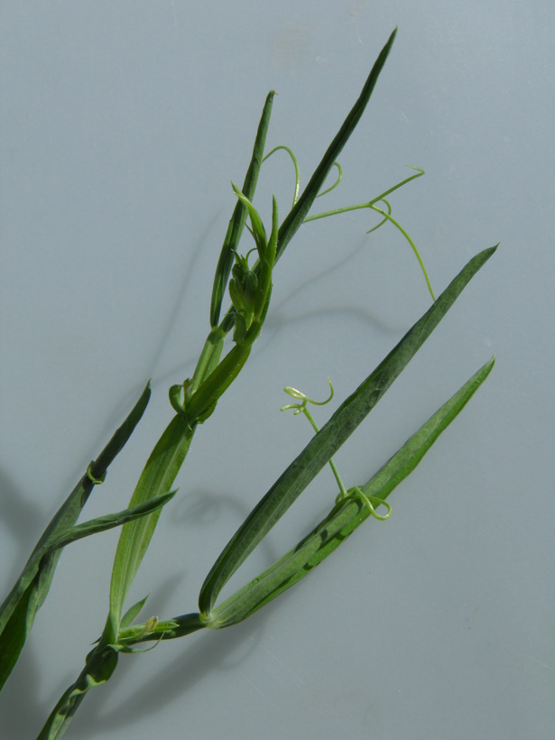 Plancia ëd Lathyrus hirsutus L.