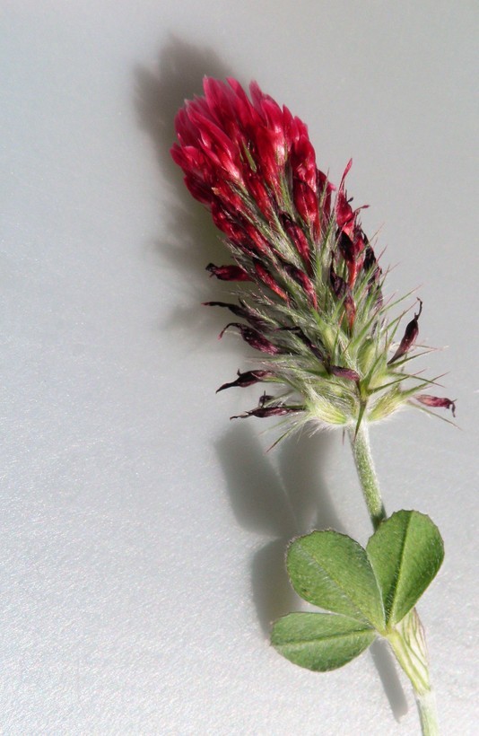 Image of crimson clover