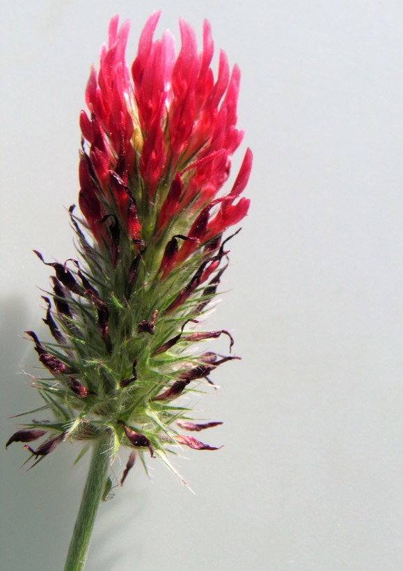 Image of crimson clover