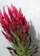 Image of crimson clover