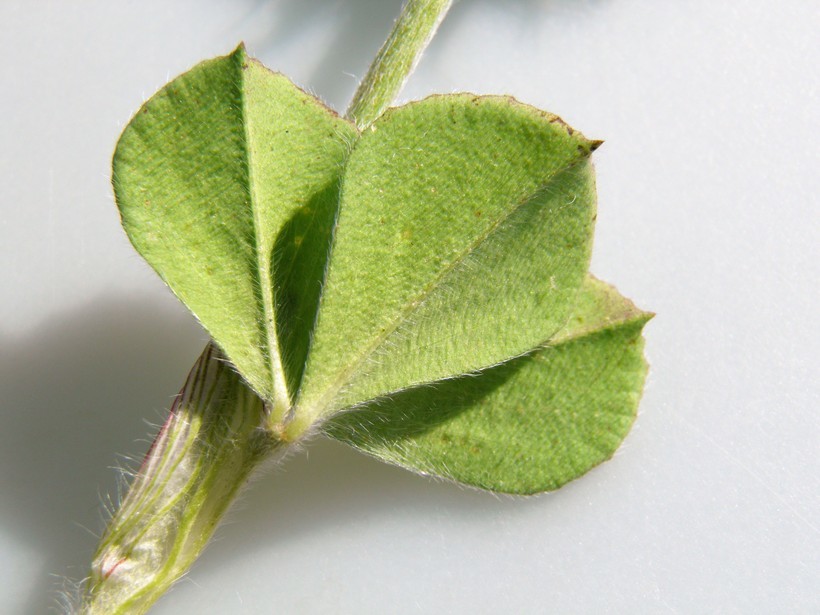 Image of crimson clover