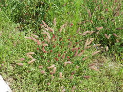 Image of crimson clover