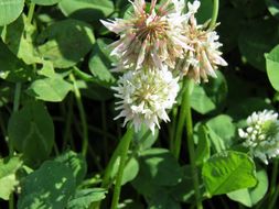 Image of white clover