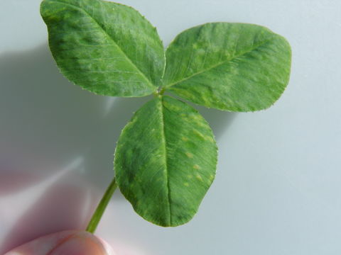 Image of white clover