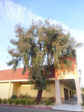 Imagem de Eucalyptus sideroxylon A. Cunn. ex Woolls