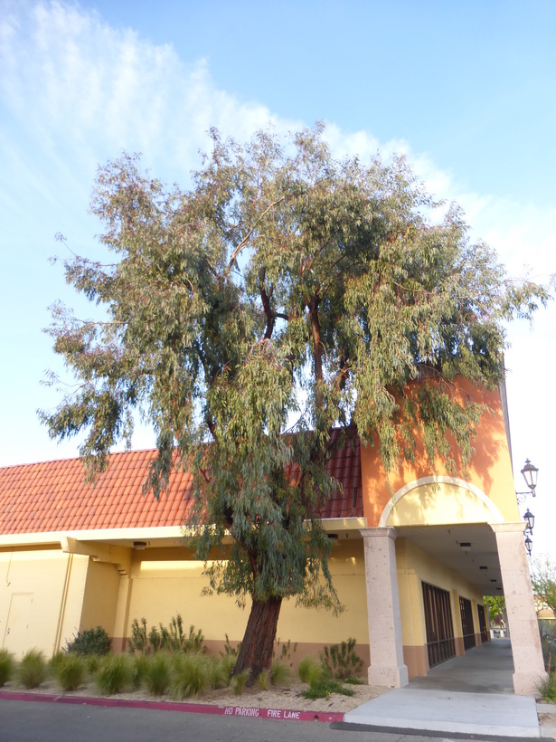 Eucalyptus sideroxylon A. Cunn. ex Woolls resmi