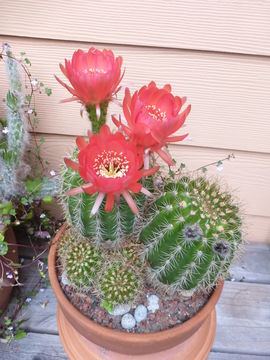 Image de Echinopsis mamillosa Gürke