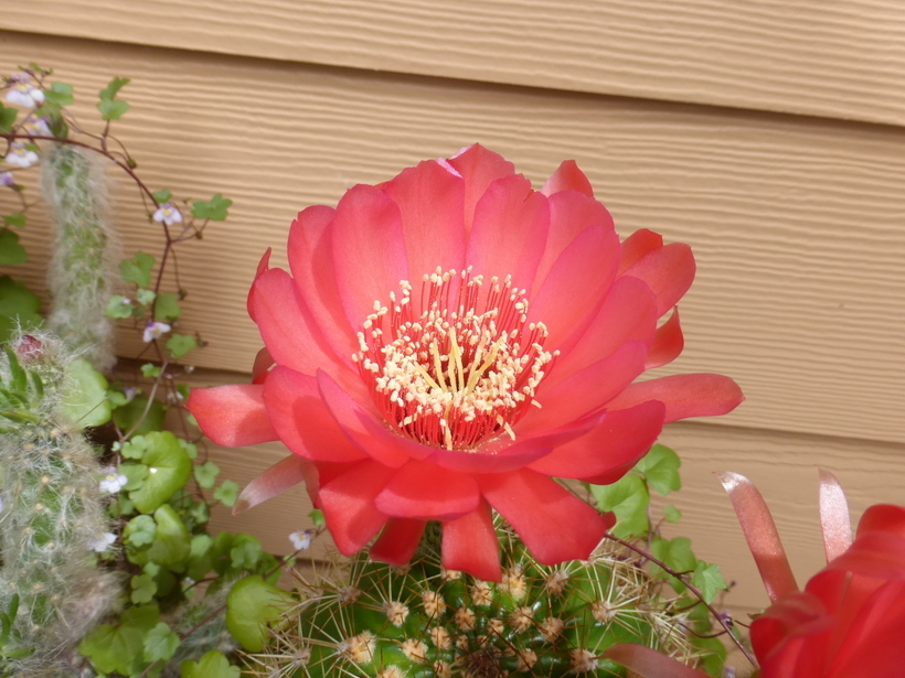 Image de Echinopsis mamillosa Gürke