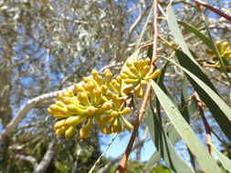 Imagem de Eucalyptus pauciflora Sieber ex Spreng.