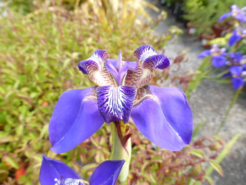 <i>Neomarica caerulea</i>的圖片