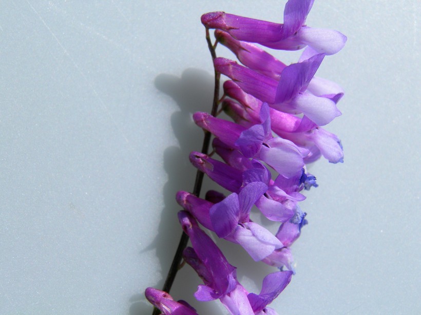 Vicia villosa subsp. varia (Host) Corb.的圖片