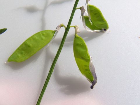 Imagem de Vicia villosa subsp. varia (Host) Corb.