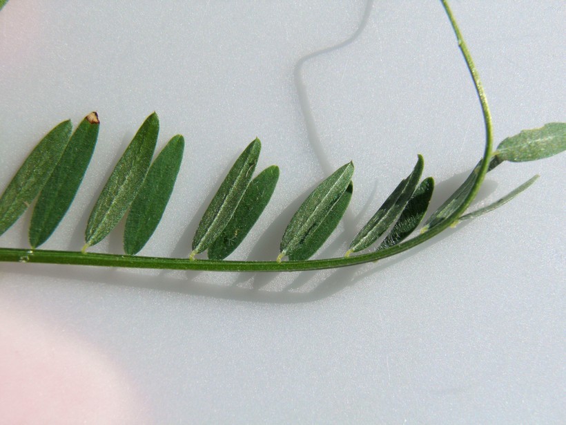 Imagem de Vicia villosa subsp. varia (Host) Corb.