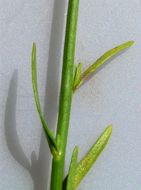 Image of Canada toadflax