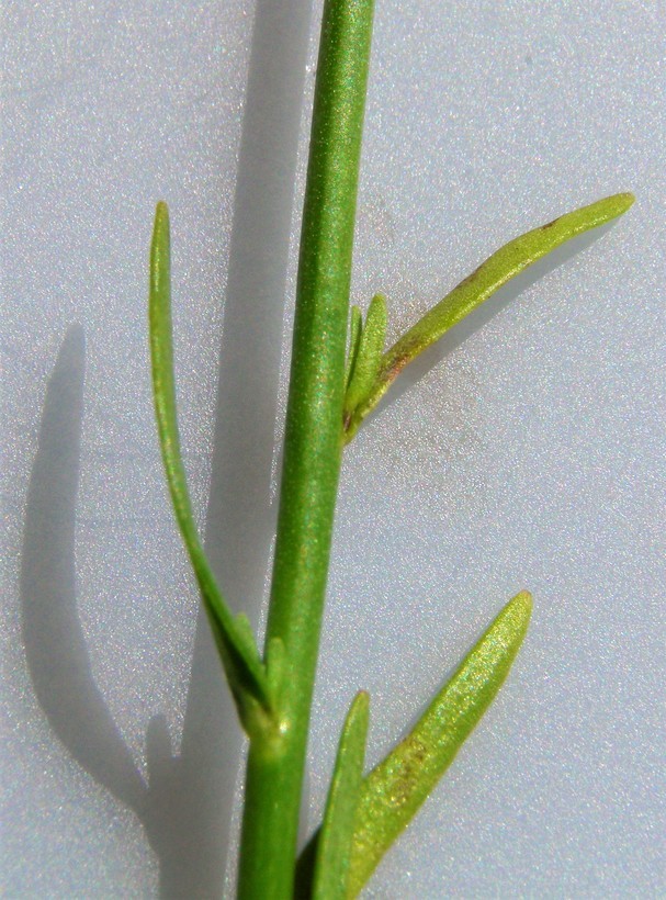 Plancia ëd Nuttallanthus canadensis (L.) D. A. Sutton