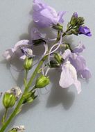 Image of Canada toadflax