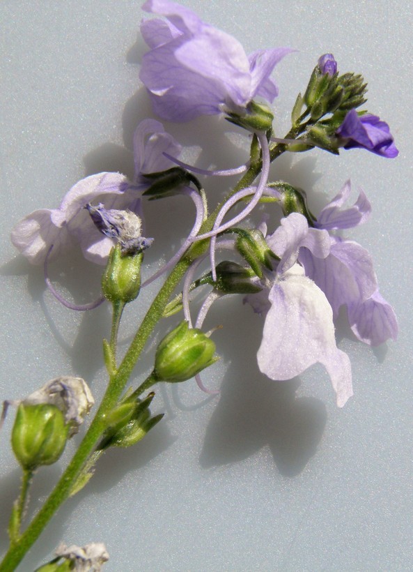 Image of Canada toadflax