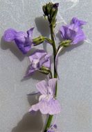 Image of Canada toadflax