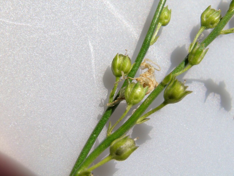 Image of Canada toadflax