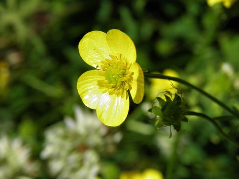 Ranunculus bulbosus L.的圖片