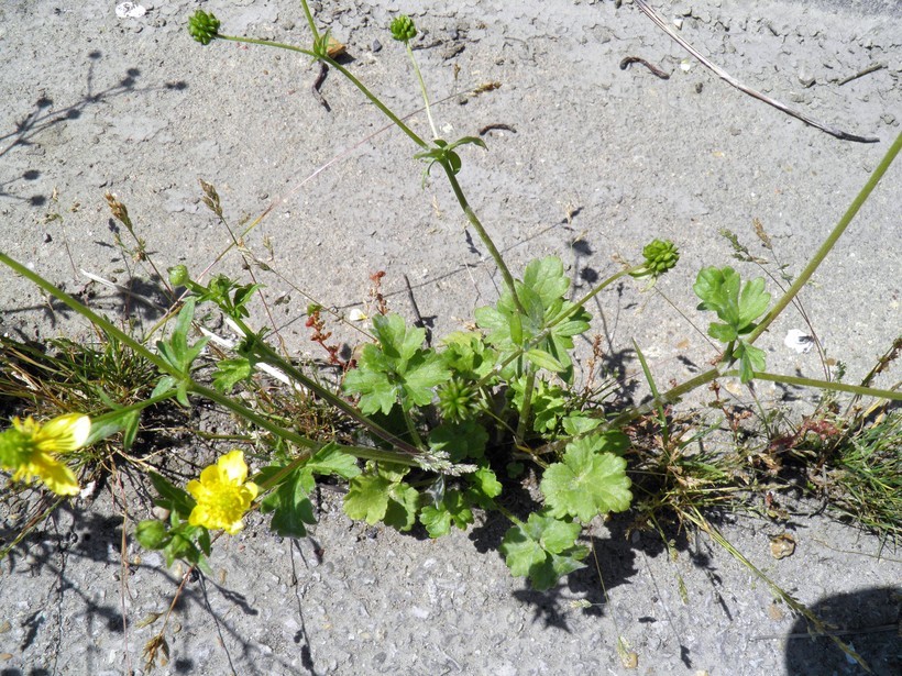 Image of St. Anthony's turnip