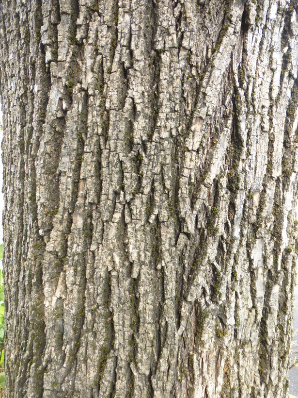 Image of velvet ash