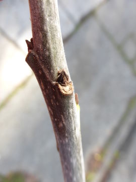 Imagem de Fraxinus velutina Torr.