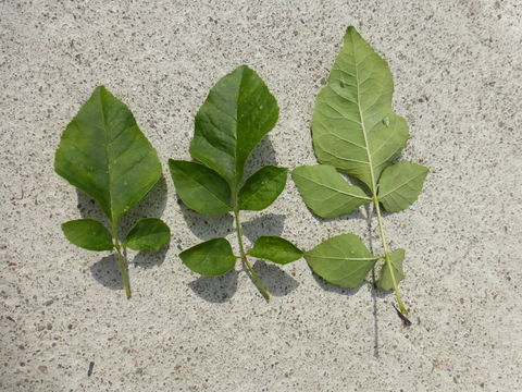 Imagem de Fraxinus velutina Torr.