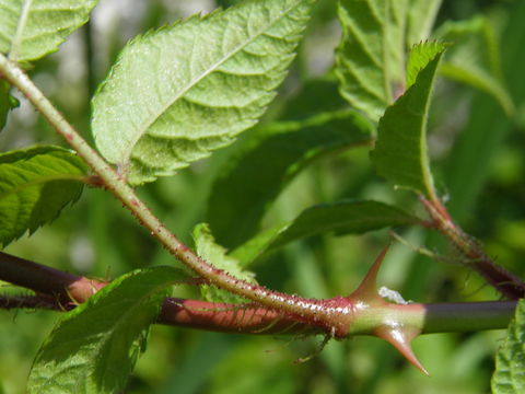 Image of Baby Rose