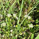 Слика од Valerianella radiata (Willd.) Dufr.