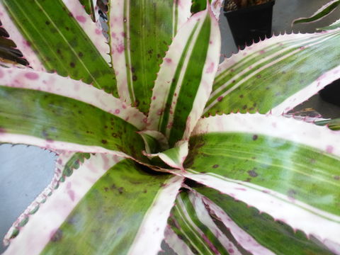 Image of Aechmea orlandiana L. B. Sm.