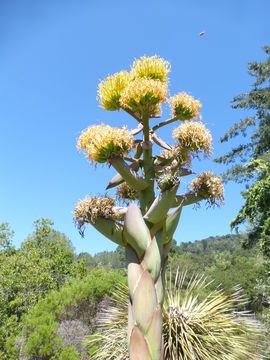 Image of coastal agave