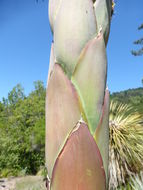 Image of coastal agave