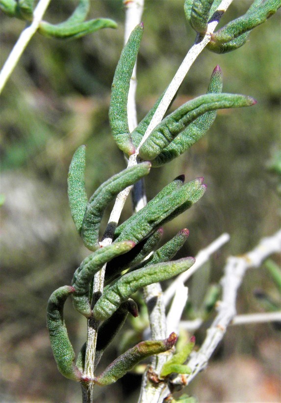 صورة Grahamia frutescens (A. Gray) G. D. Rowley