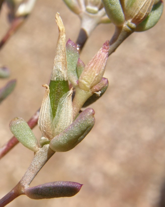 Image of arroyo fameflower