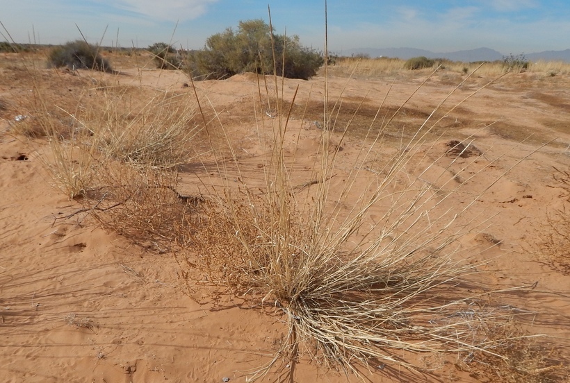 Image of Giant Dropseed