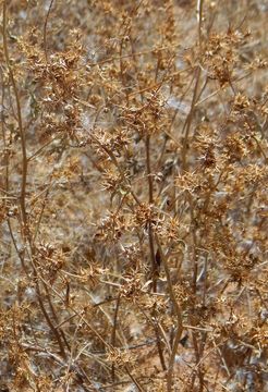 Image of flatspine bur ragweed