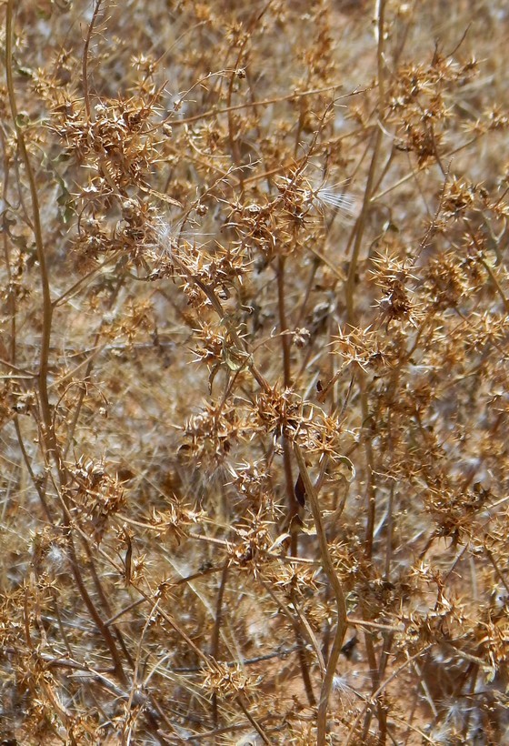 Image of flatspine bur ragweed